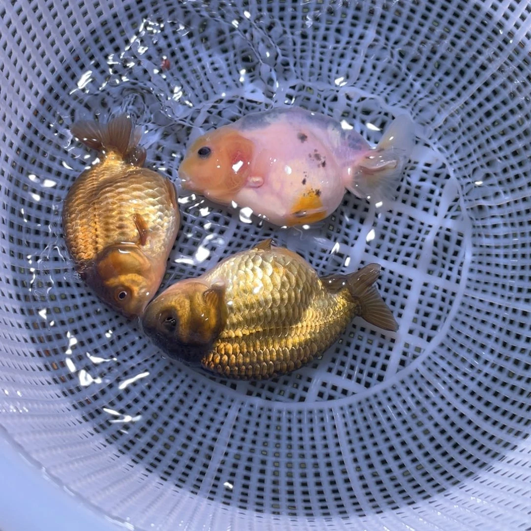 木***姐金鱼兰寿金鱼活体链接