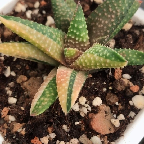 扫***姐象山锦硬叶脱盆发货