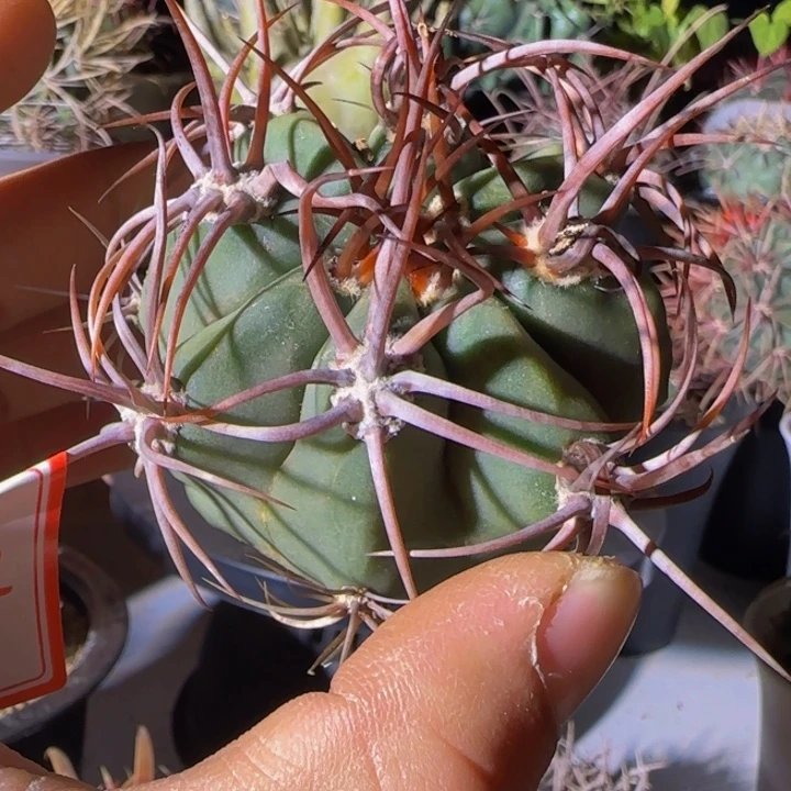 我***上2010火焰精品大福利