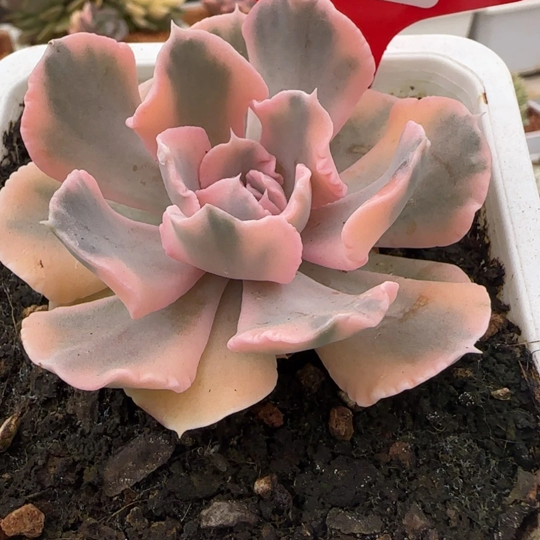 1514利比里亚锦多肉