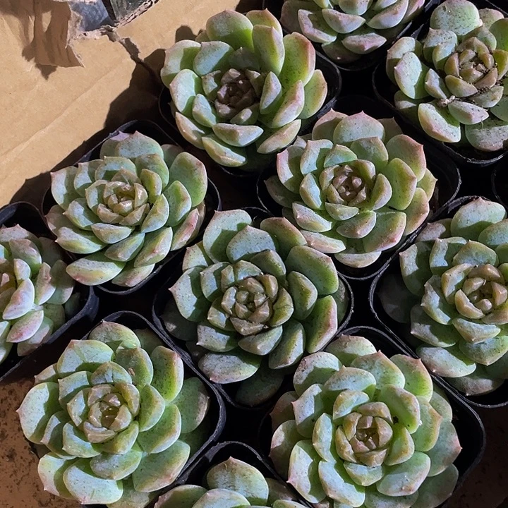 梦幻泡影带盆土发