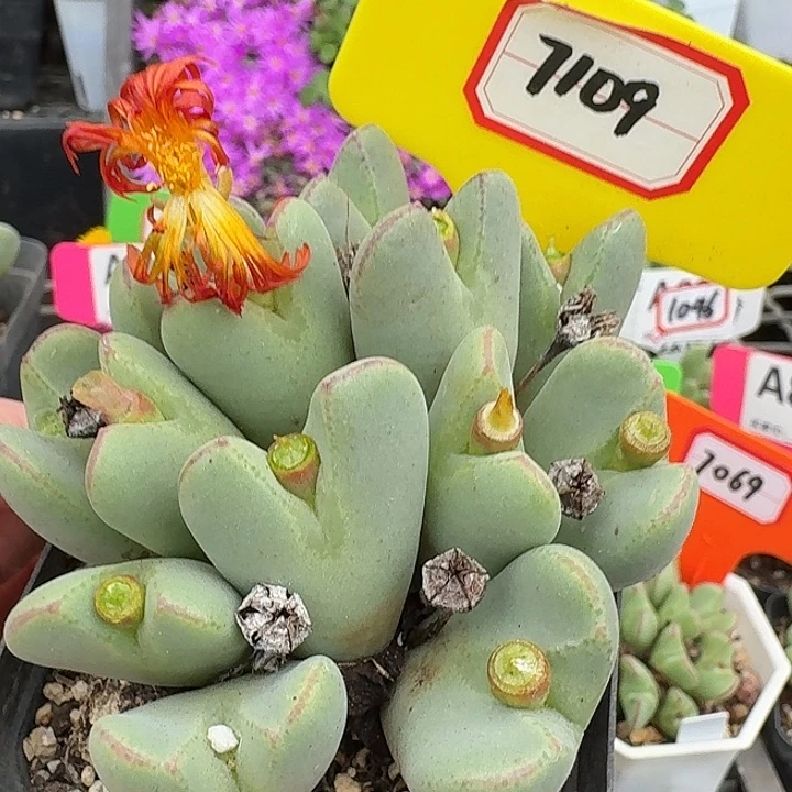 密密麻麻密密麻麻7109