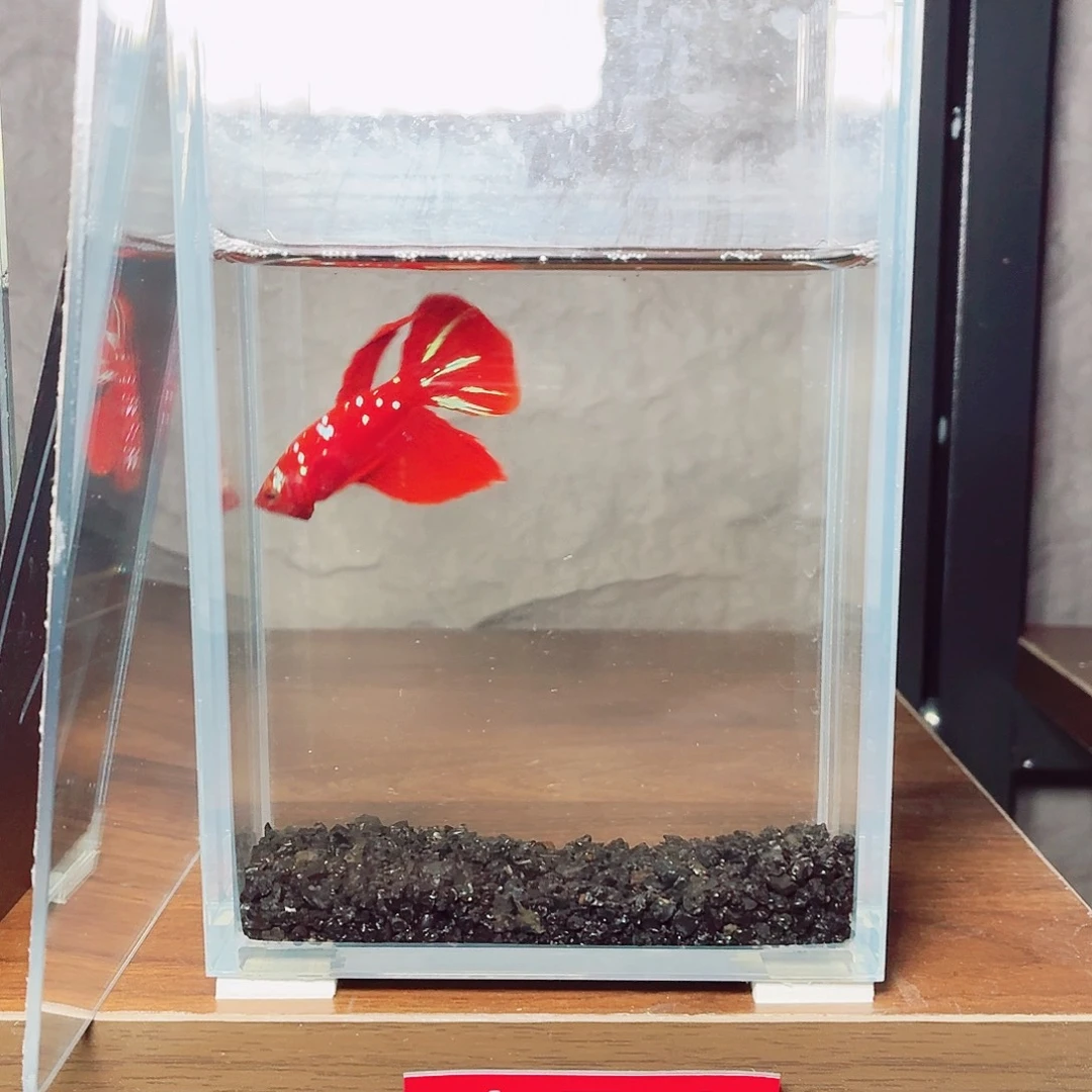 斗鱼彩金半月公鱼
