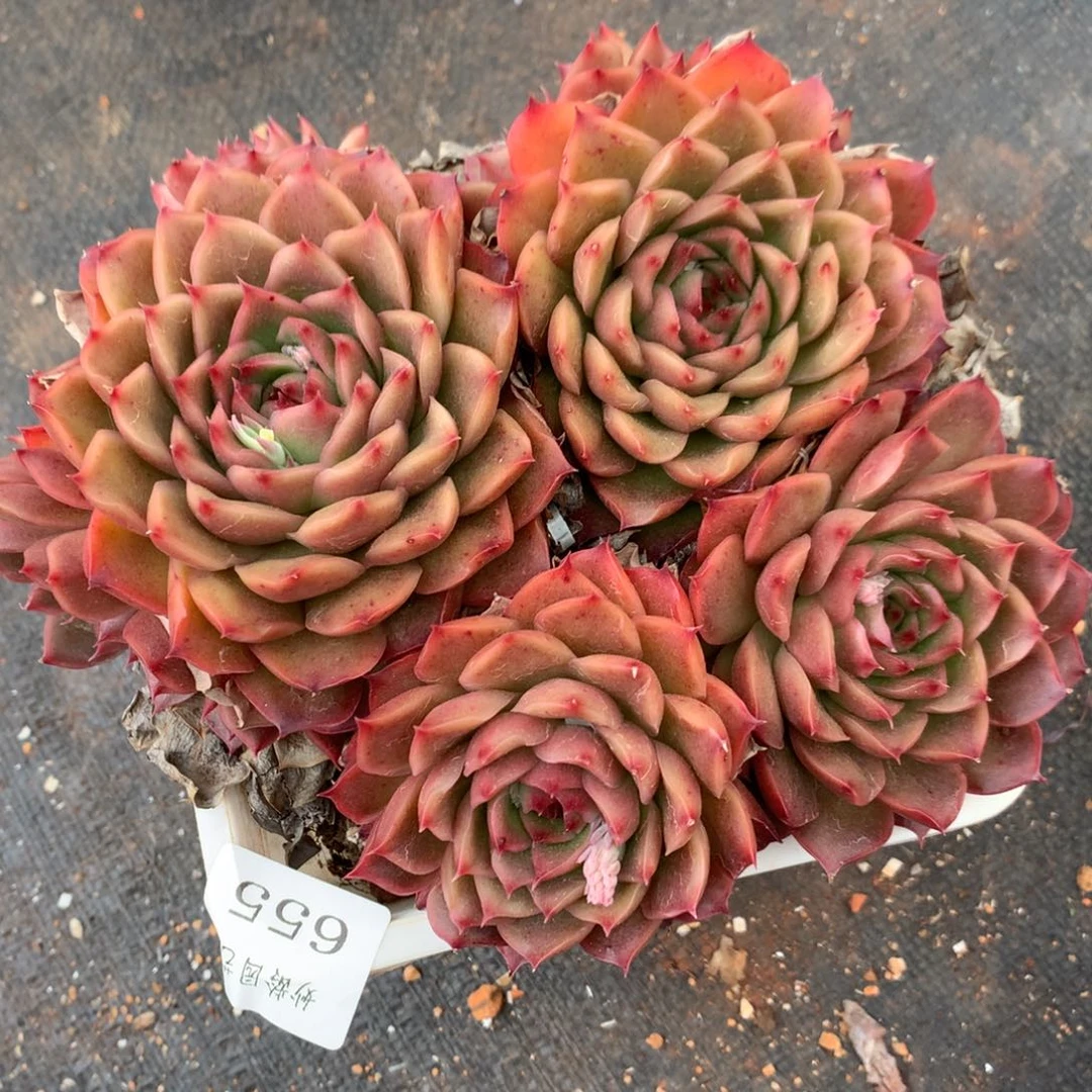 655杂交多肉老桩15冠