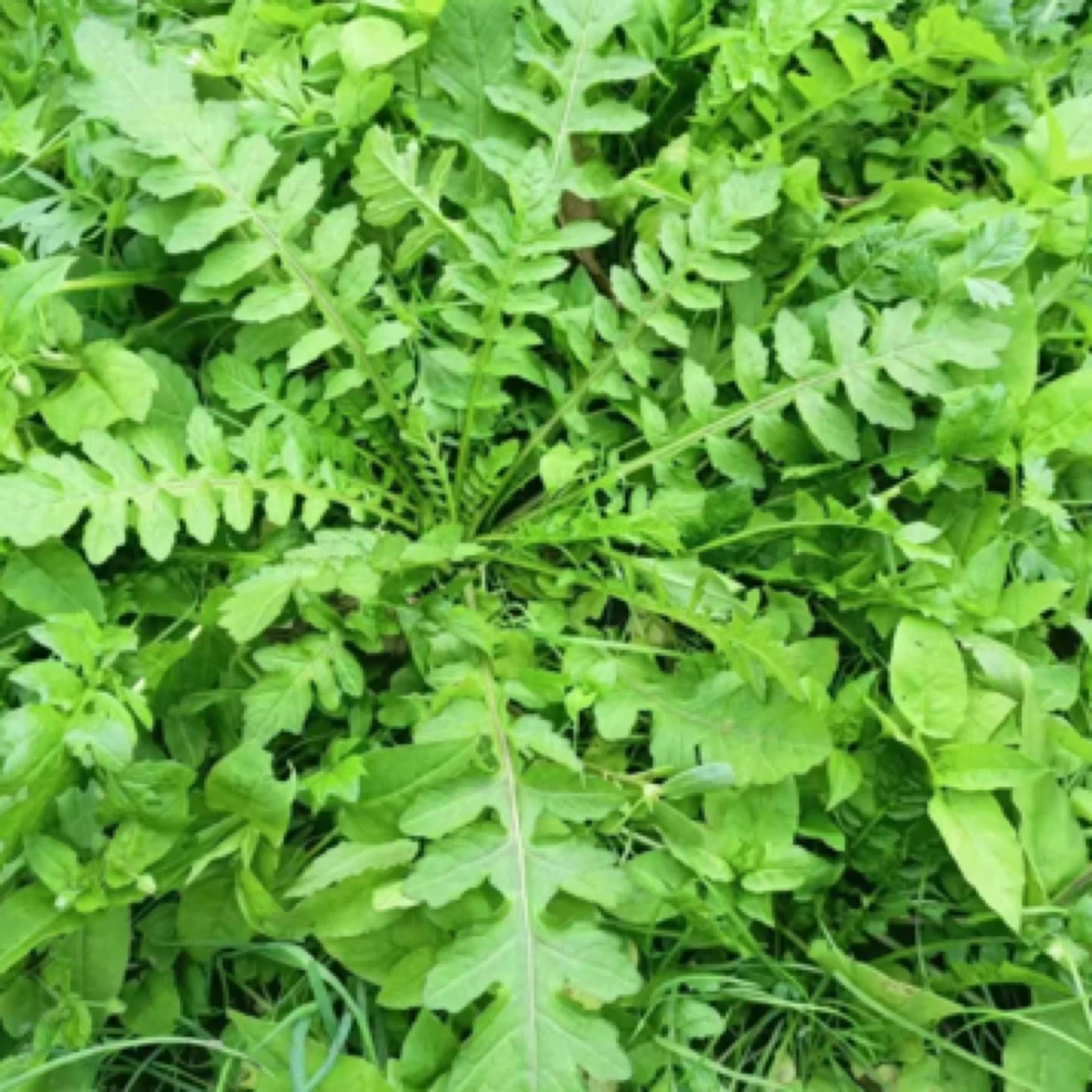 当季新鲜荠荠菜 现挖现发田间地头露天菜包饺子包包子