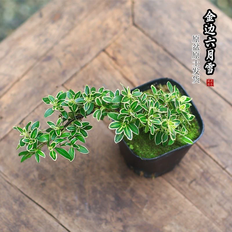 【桌面小精品】悬崖金边六月雪原盆  掌中宝不大飘枝长度约20cm