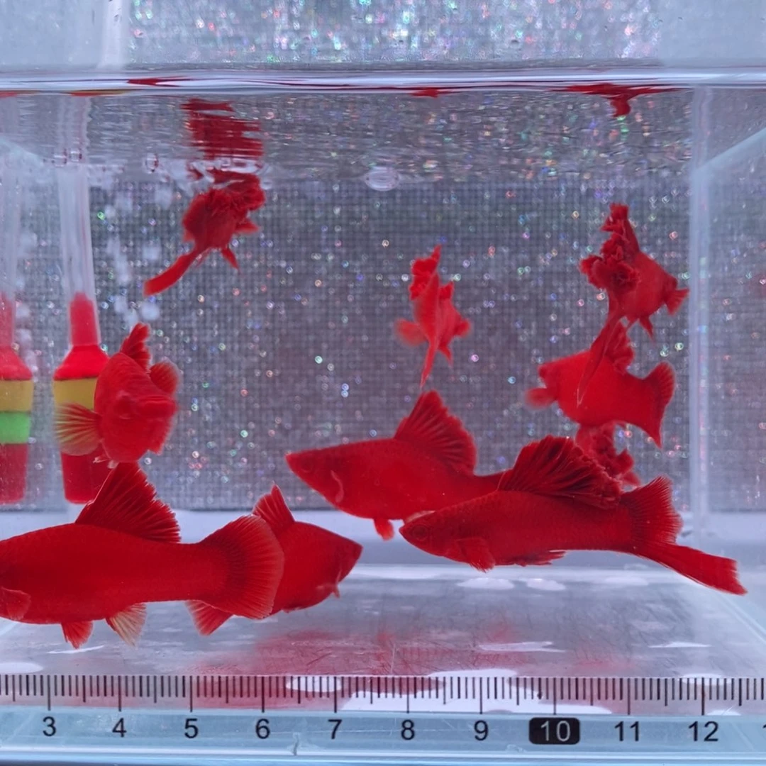 用***7红剑鱼高鳍红剑亚成4刀6母