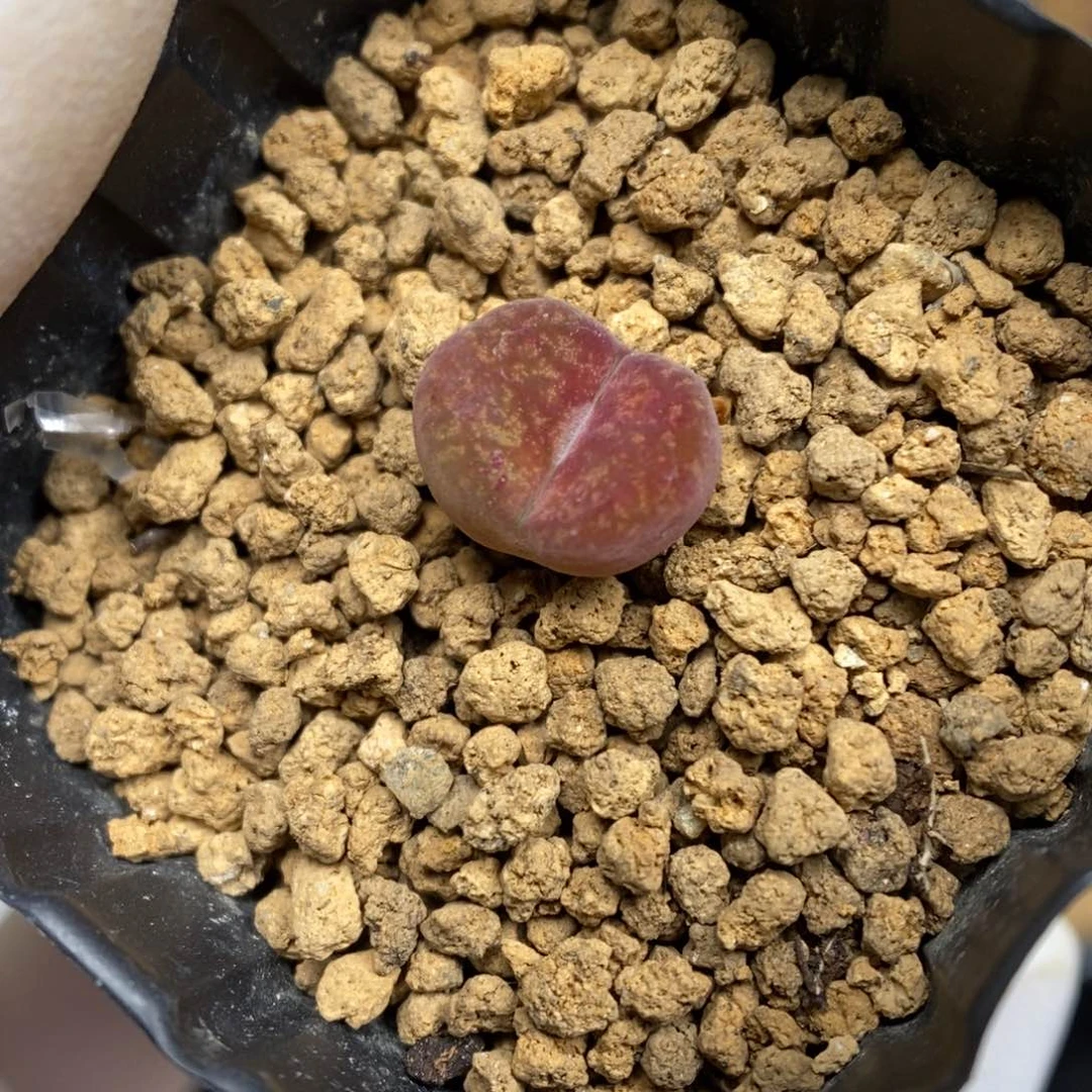 多肉植物肉锥杂交K-189