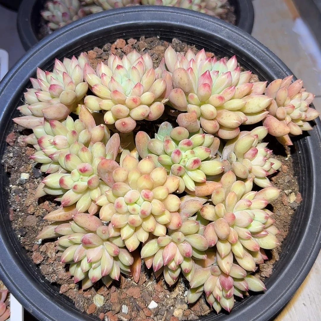 岩渍整无砍群生多肉