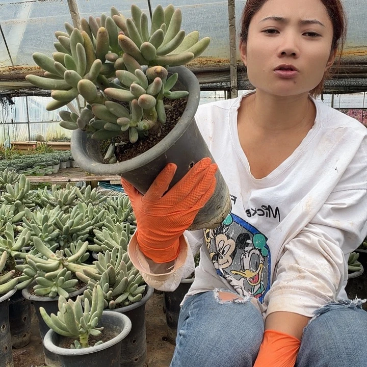 糖果美人包邮10块