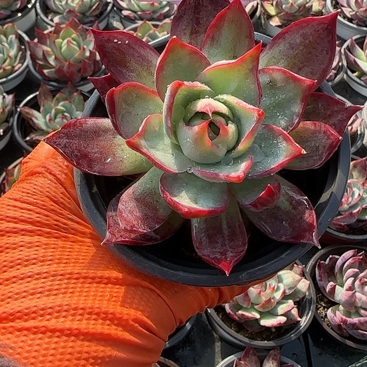 197 惊鸿仙子多肉植物6-9cm