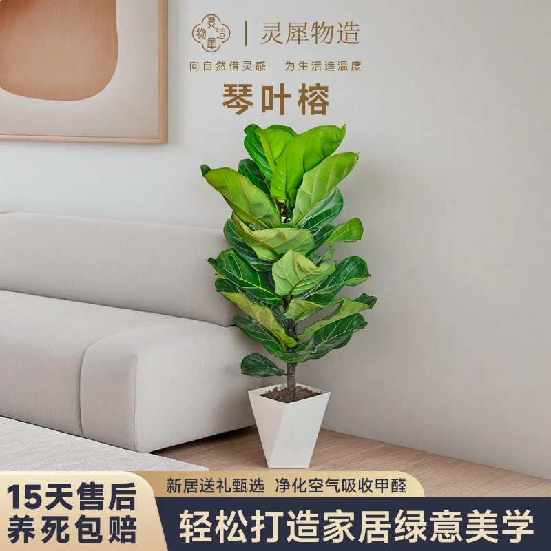 【琴叶榕】网红观叶植物室内外园艺拍摄自然生长大叶发货绿植盆栽