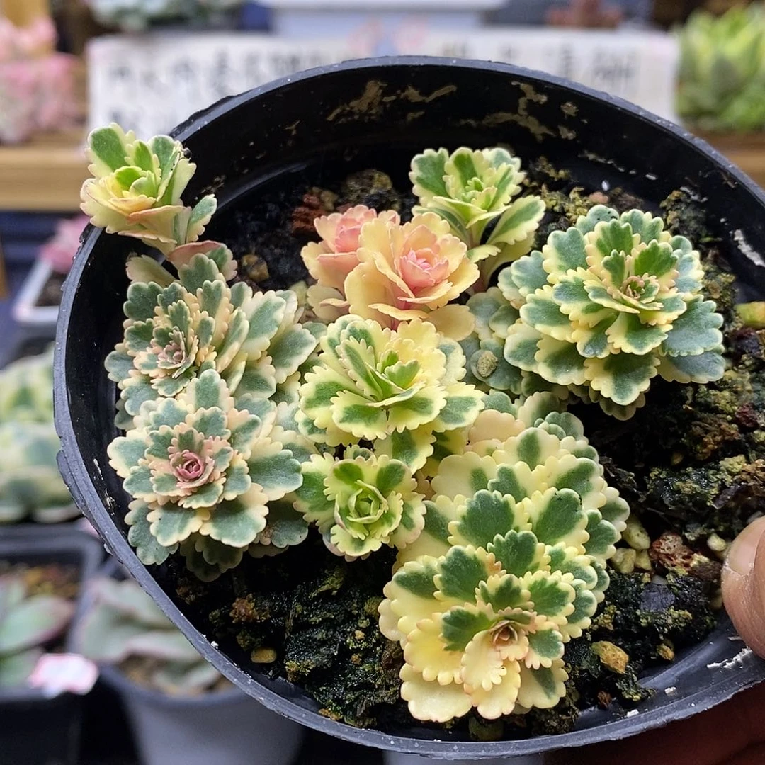 26110 亚特兰蒂斯