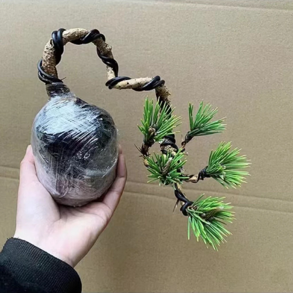 黑松盆栽迎客松造型独特趣味盆景小品黑松阳台客厅绿植花卉摆件