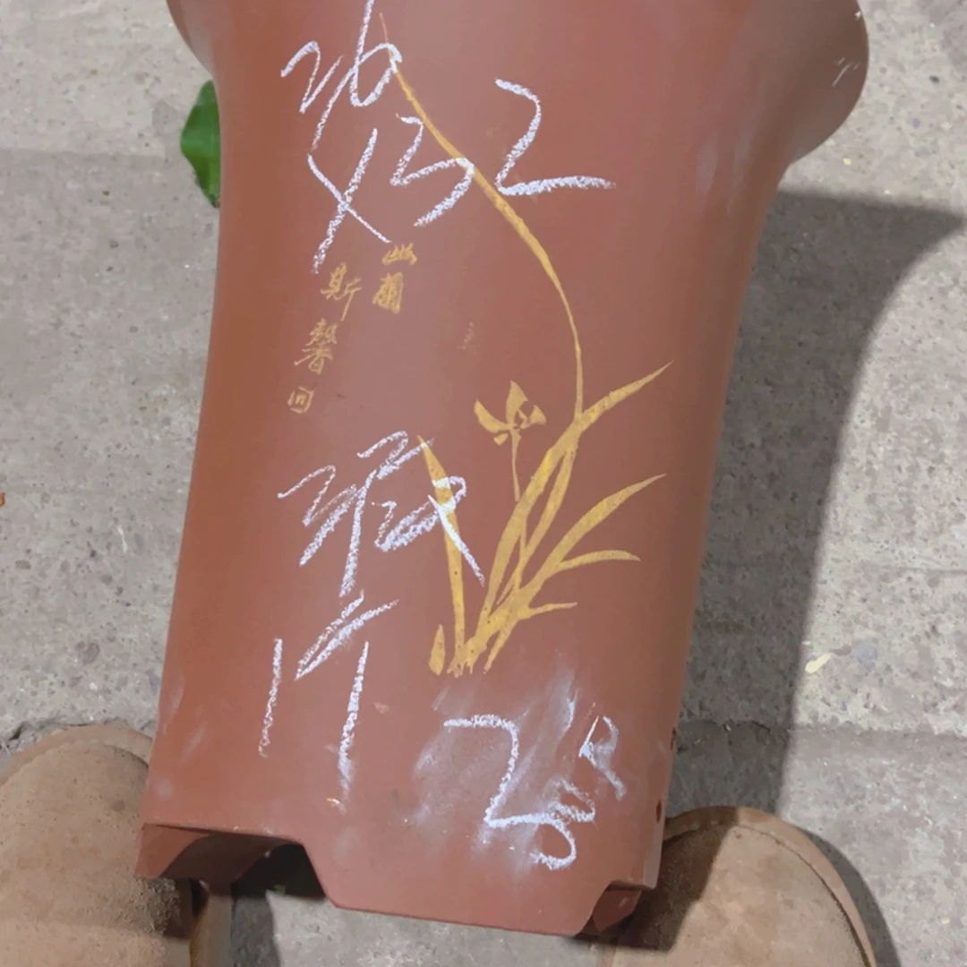 紫砂2号………………………………