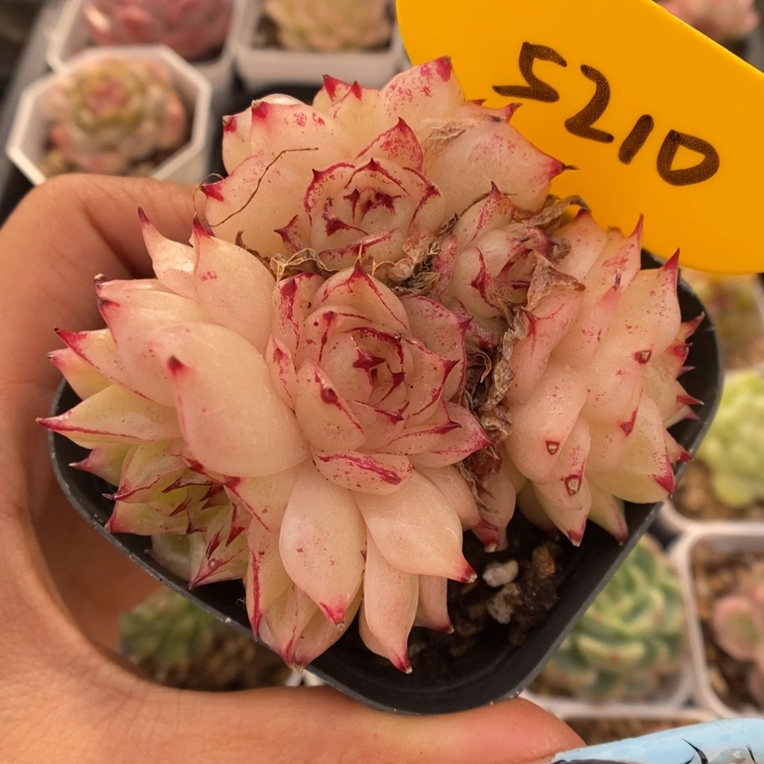 凤凰火麦秆群生5210号