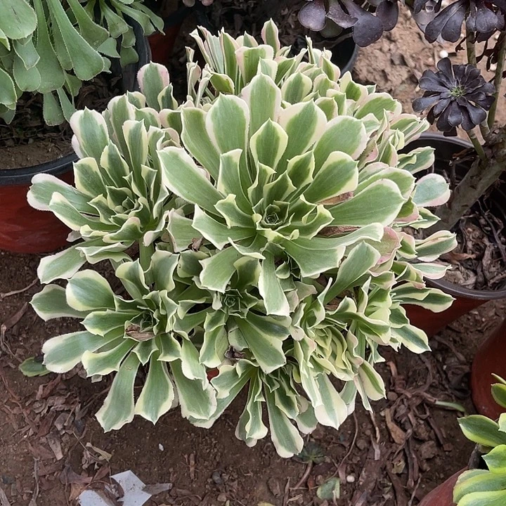 白凤玫瑰玫瑰玫瑰