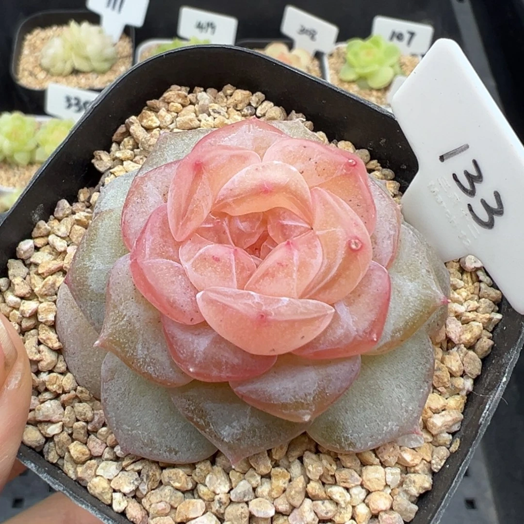 133号朗月有晒斑 晗雨