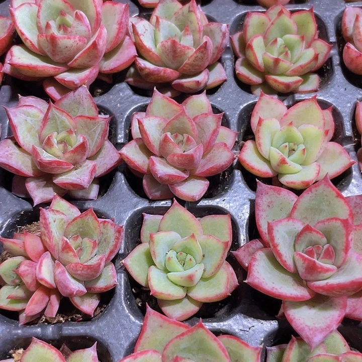 21红牛精品多肉量拍