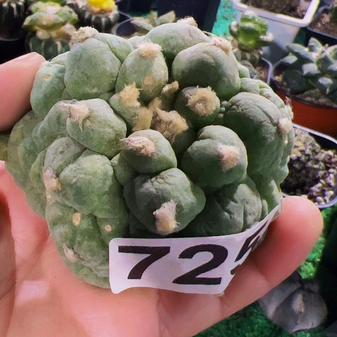 全部花朵大尤古田贝头无根725