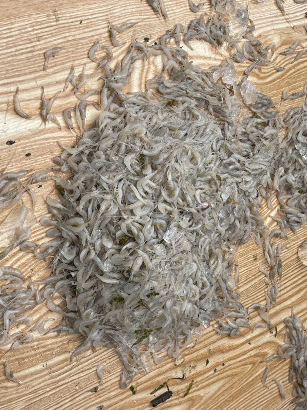 兴凯湖湖虾（去头）