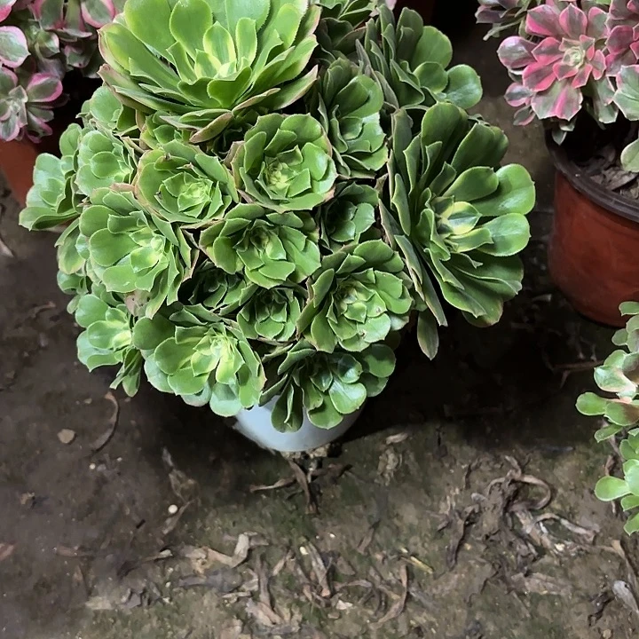 多肉植物辛尼亚51