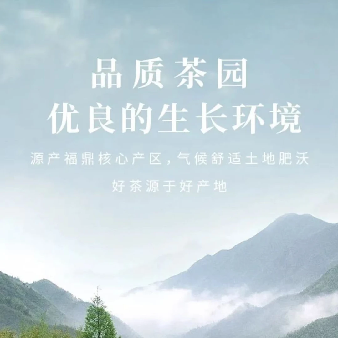 【大鱼】福鼎白茶 寿眉饼 替代链接白茶