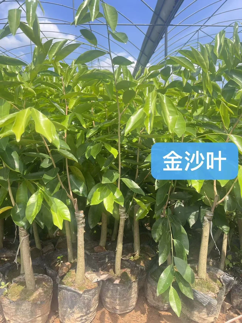 奇楠一代（金沙叶）试种芭蕉树2颗10颗盆栽植物