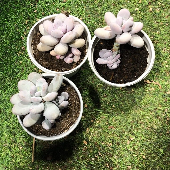 m****4奶酪锦2缀1多肉植物