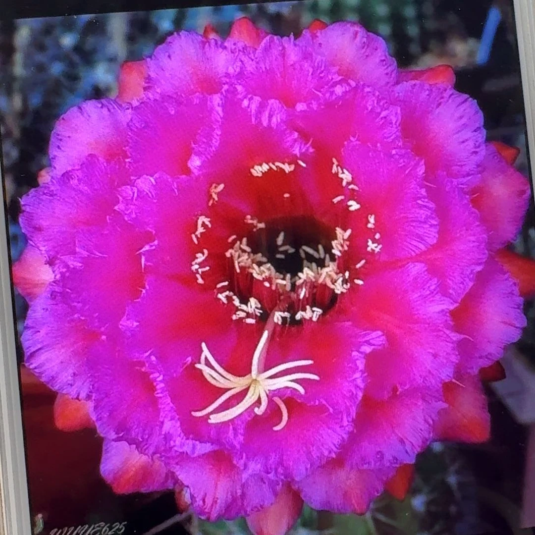 流苏侧芽5公分毛花柱仙人球