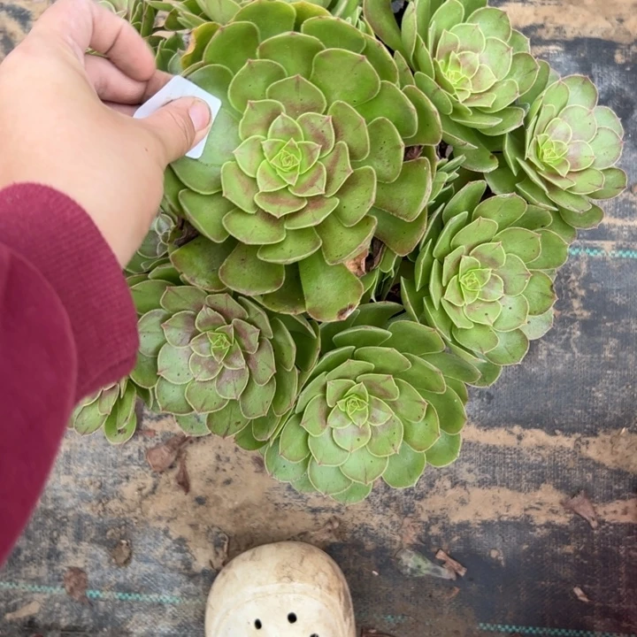 初***心一物一拍法师链接65
