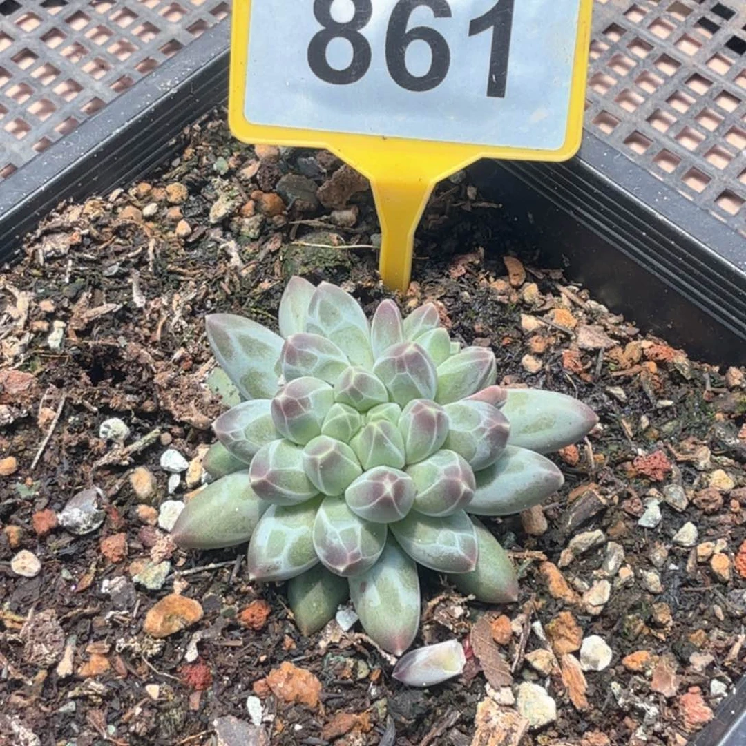 申公豹多肉植物861