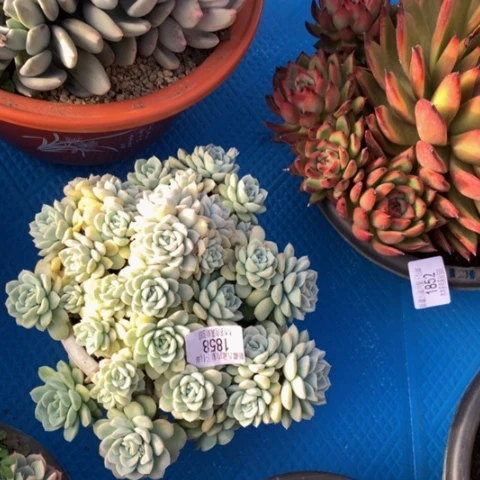 义*儿1858奶油美人多肉