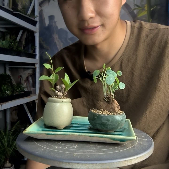 木*中青园艺一物一拍111
