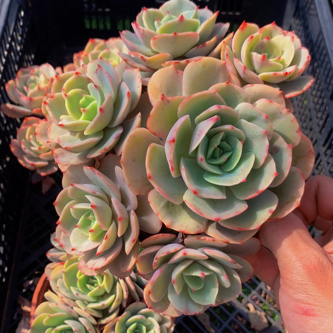 白雪公主群带盆土