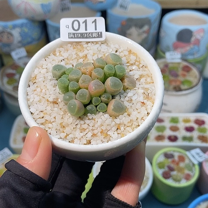 大舅生石花肉锥多肉011