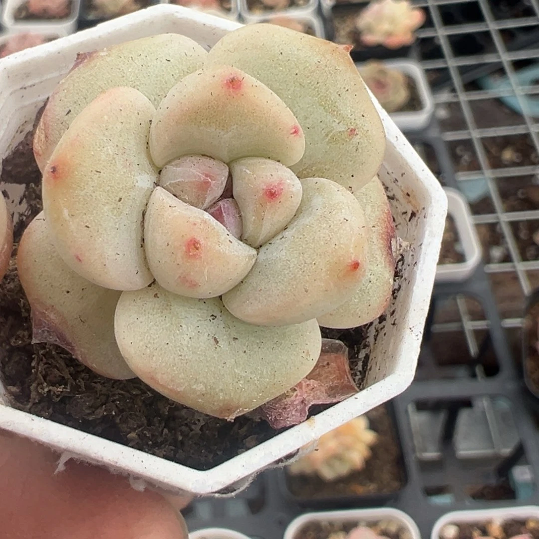 小卡拉米糖心一物一拍