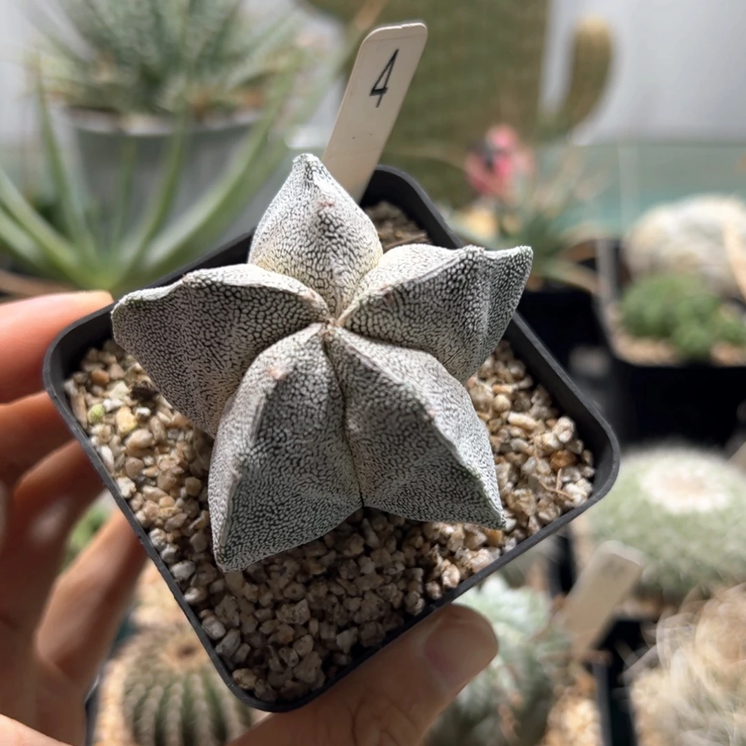 实生恩冢脱土发货多肉植物