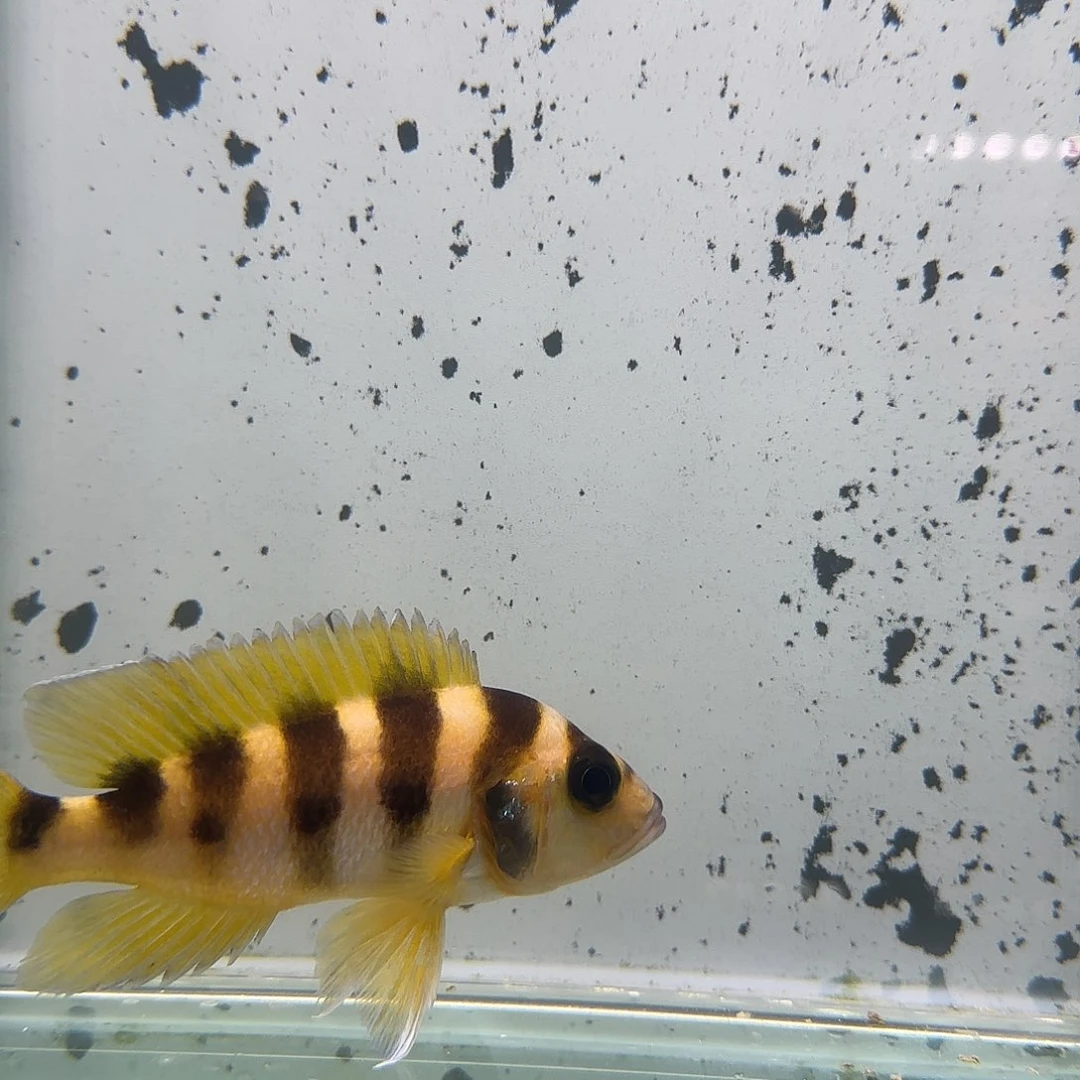 慈鲷溪*枫1114六间