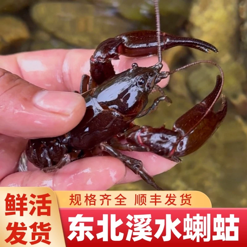 【蝲蛄】东北溪水蝲蛄虾大头虾河虾淡水鳌虾黑螯保鲜发货顺丰1斤起
