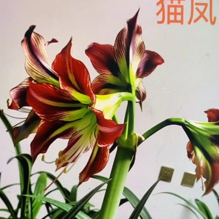 猫凤朱顶红3厘米，