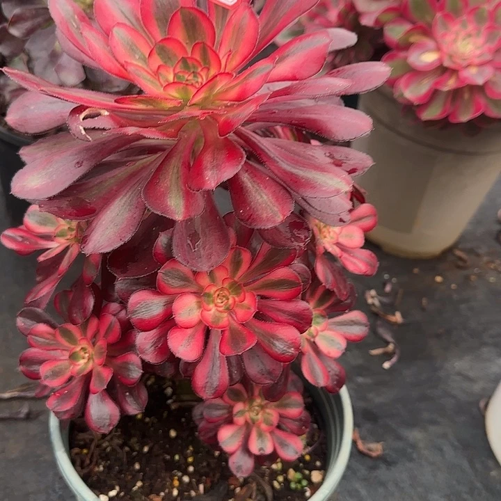 精品多肉植物2013