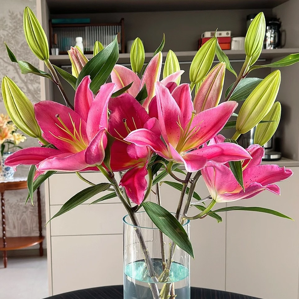 （红丝绒)三头瓶插香水百合 东北鲜花原产地直采直发 顺丰包邮