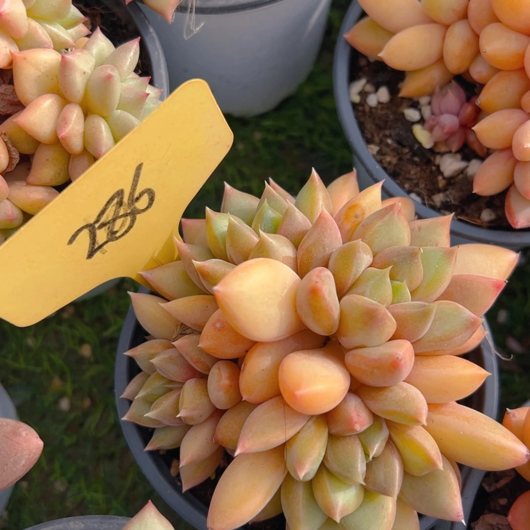 福利来了来了来啦来了