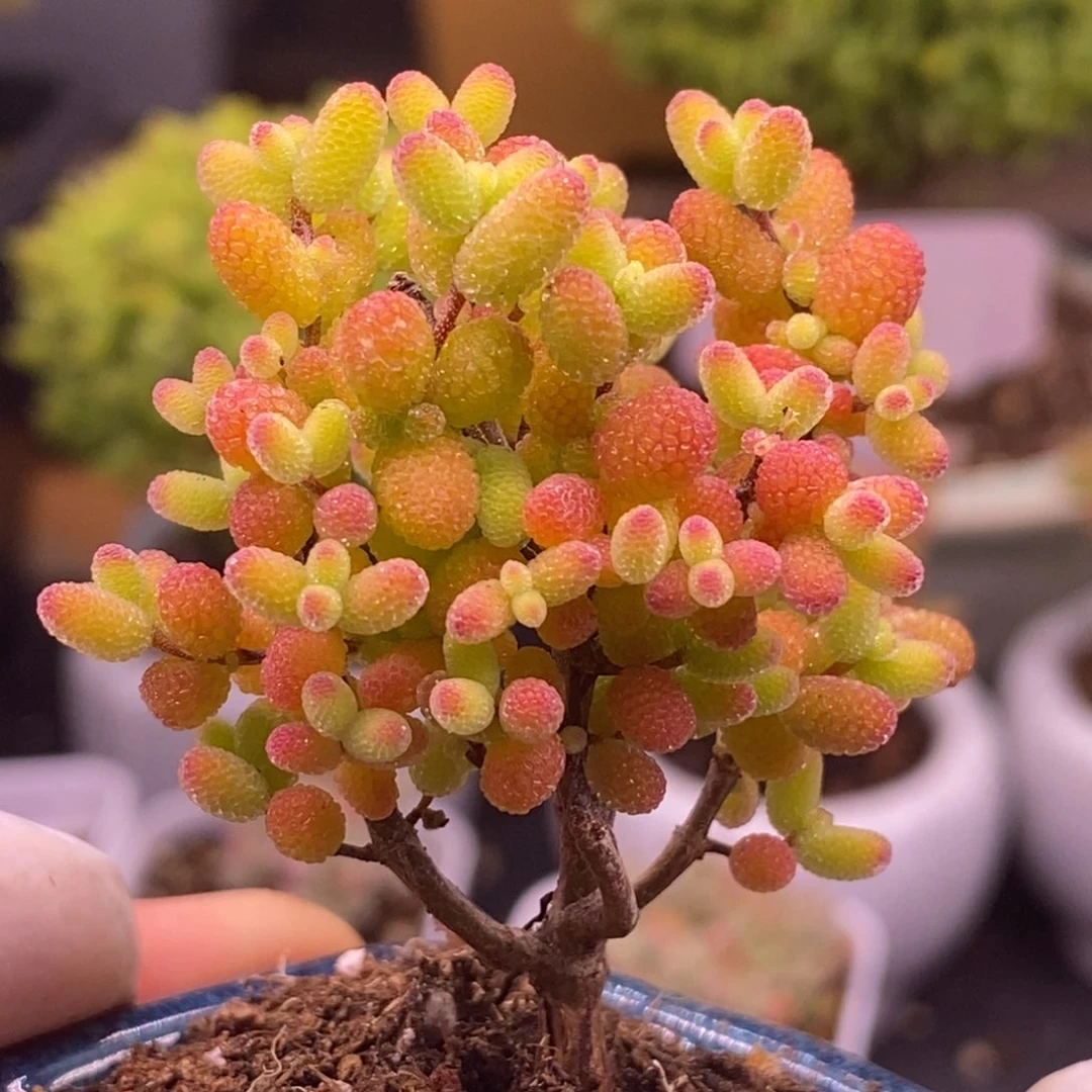 小*子269蜜橘糖球。