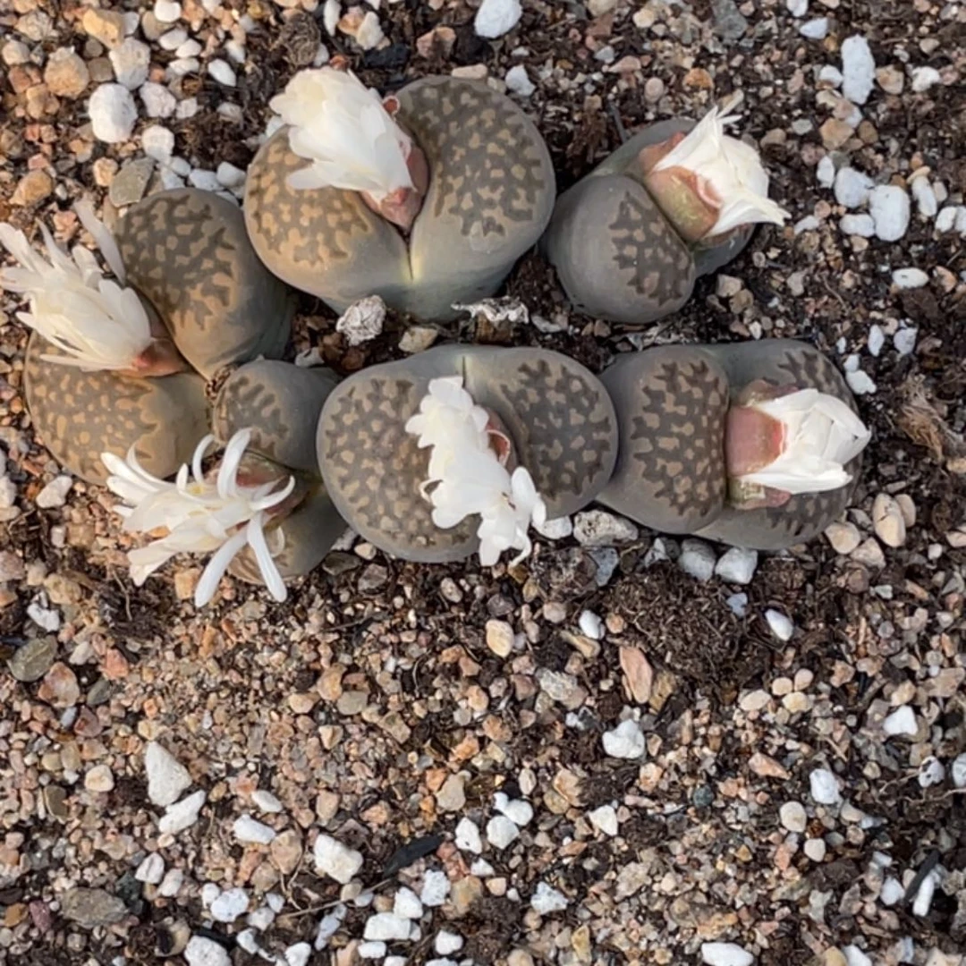 非偏远满20包邮101