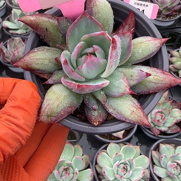 浅***末25 惊鸿仙子多肉植物