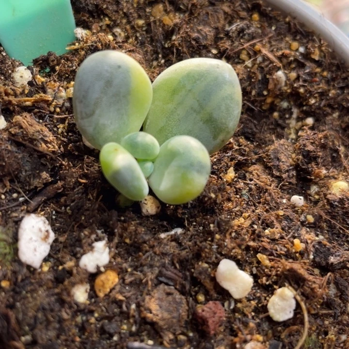 象牙奶锦358号的啊啊啊多肉吧
