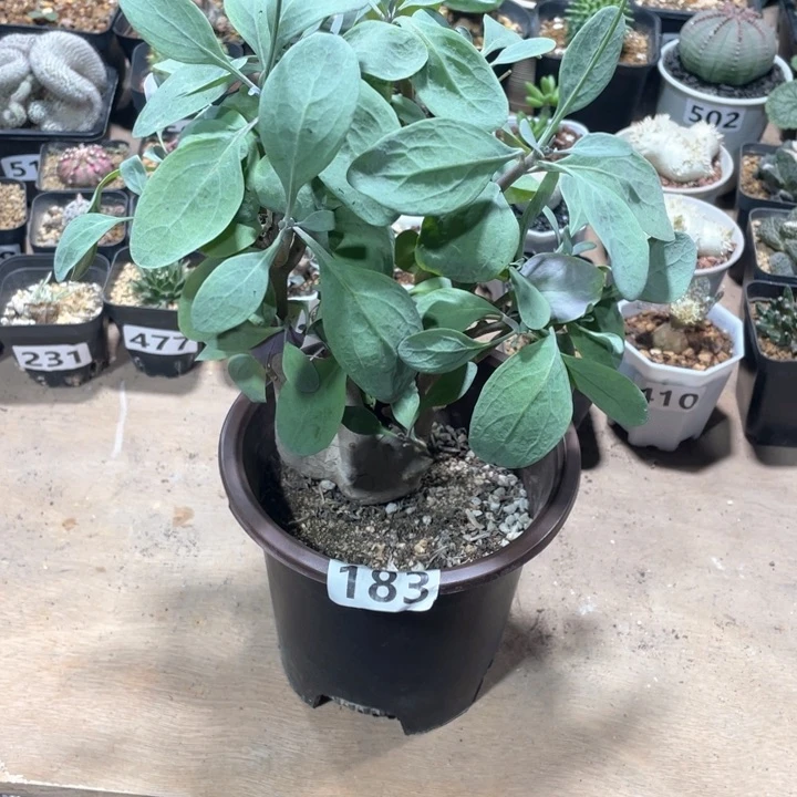 我***奈183大紫背美尻厚墩菊
