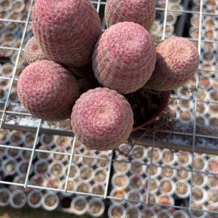柠***夏吉祥如意等名家名作和